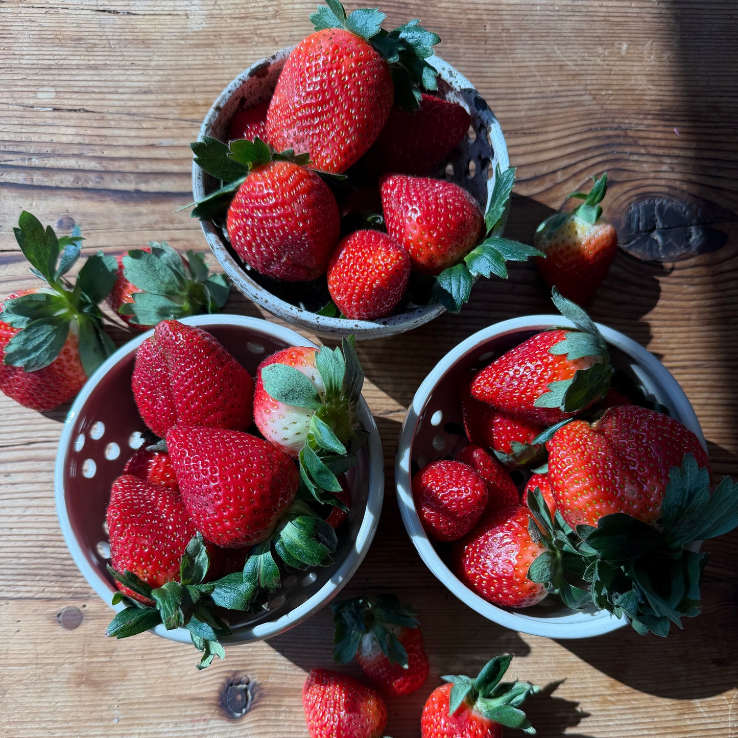 Blue leaf berry bowl