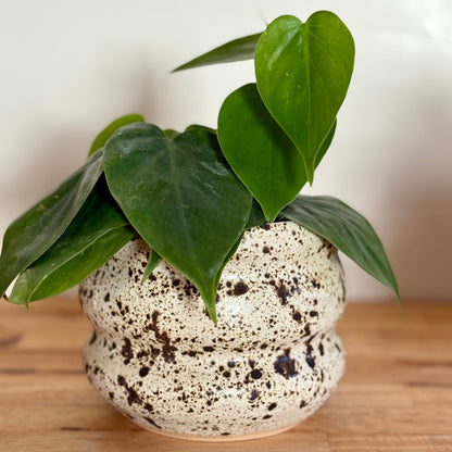 Winterwood Bubble Pot