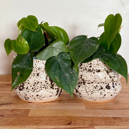 Winterwood Bubble Pot