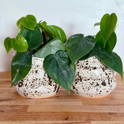 Winterwood Bubble Pot